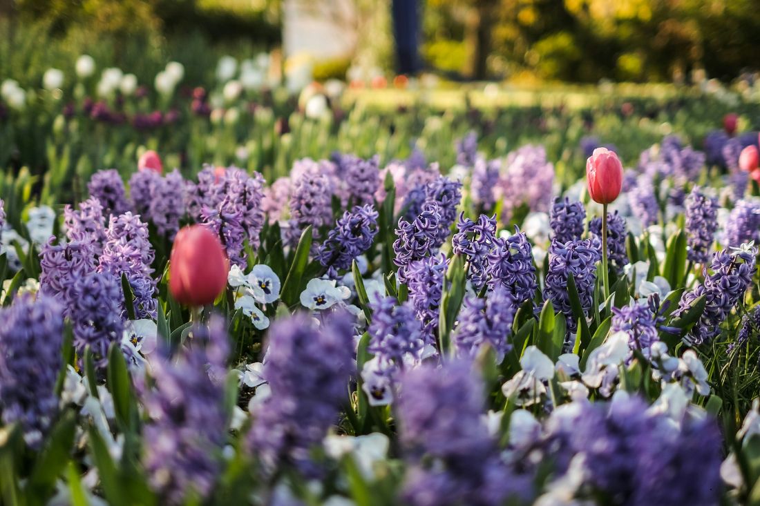 You are currently viewing Property market set to blossom this spring